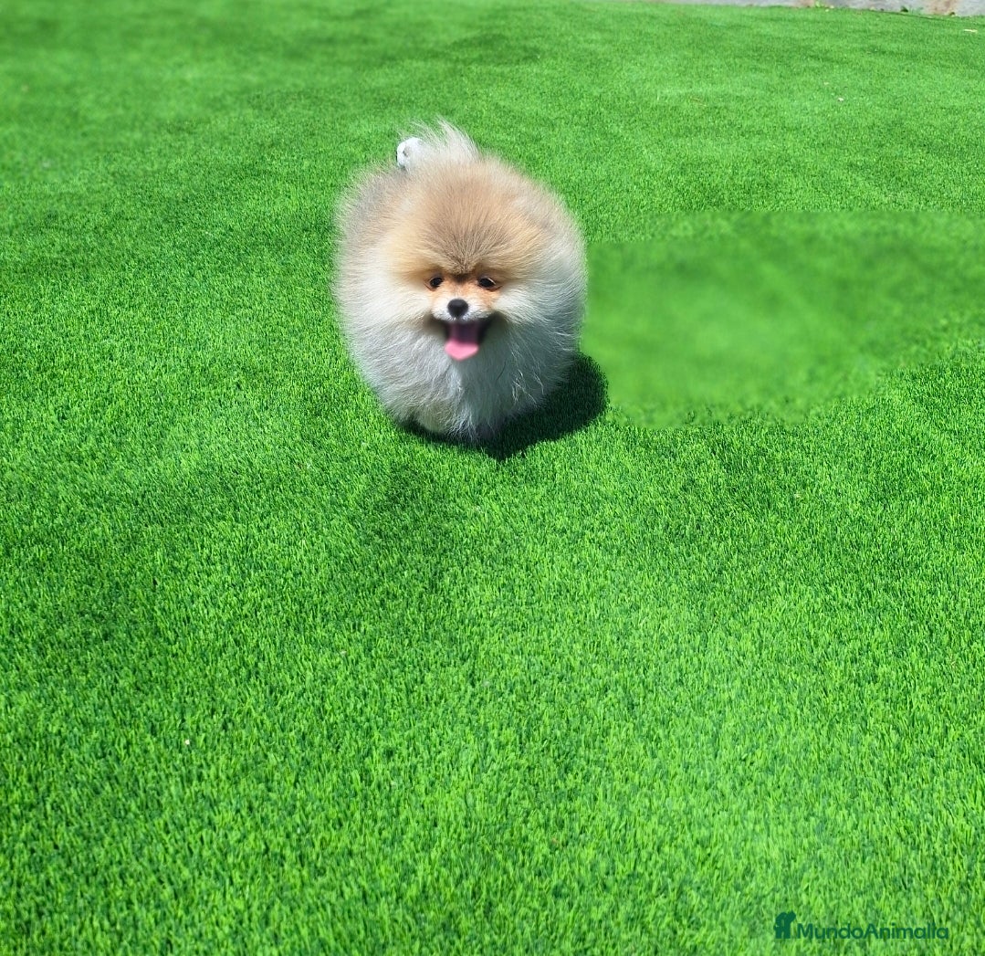 Pomerania perros Excelente machito pomerania. - Anuncio 13