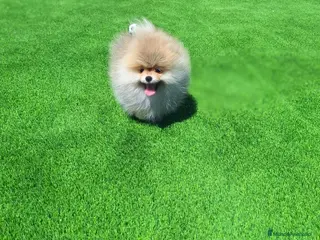 Pomerania perros Excelente machito pomerania. - Anuncio 15