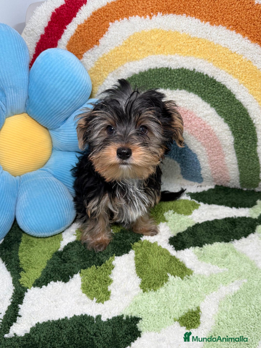 Yorkshire Terrier perros en venta: Yorkshire Terrier Macho - Imagen 2