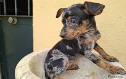 Pinscher Miniatura perros en venta: Mini Pincher colores exóticos  - Imagen 3