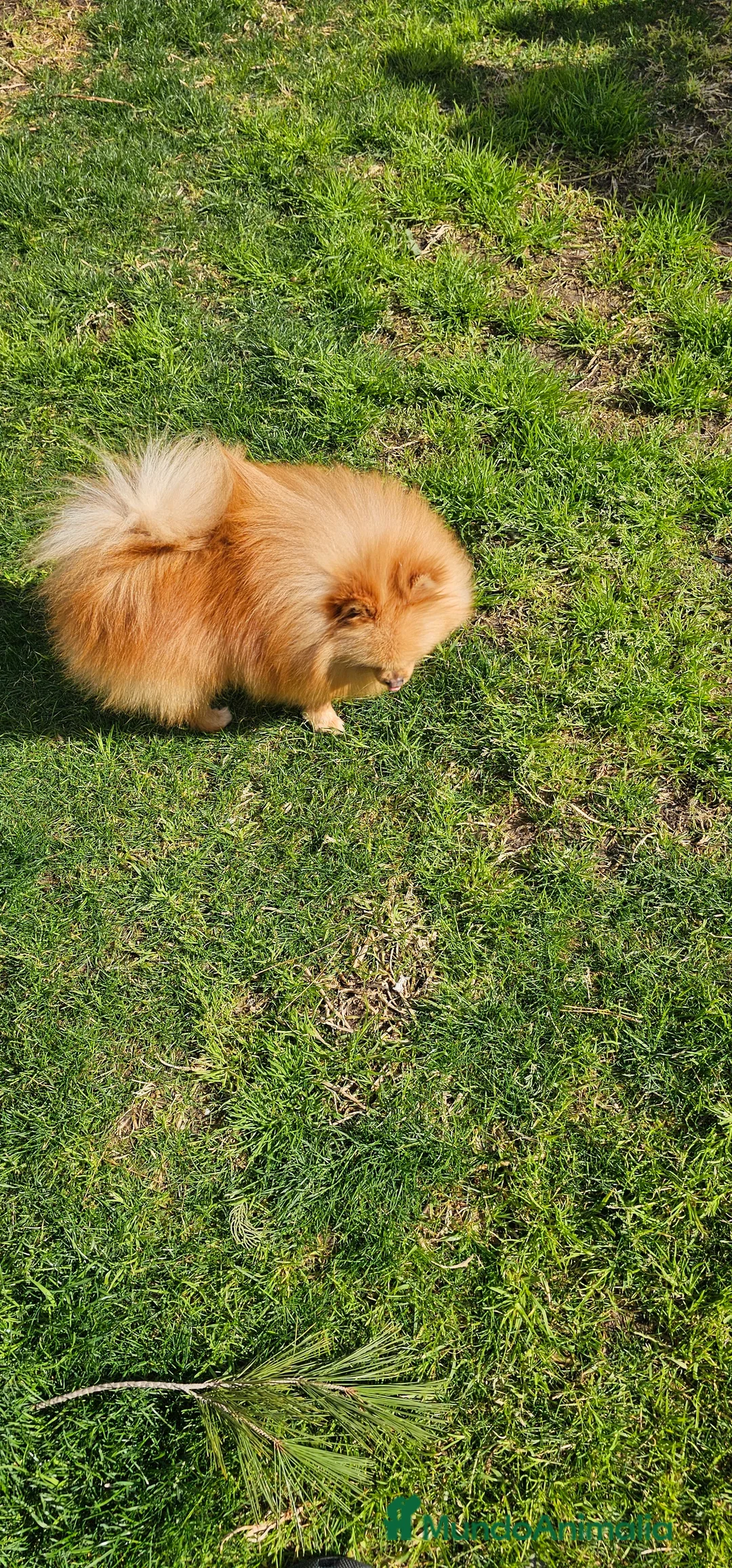 Pomerania perros en venta: POMERANIA JOVEN GEN MERLE - Anuncio 7