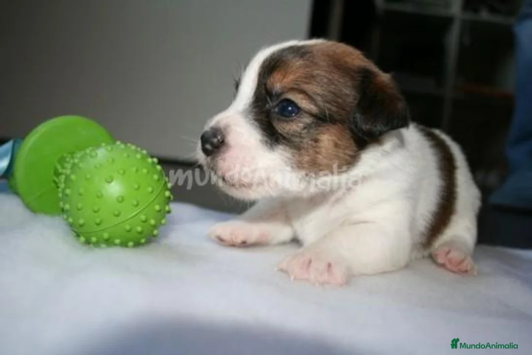 Imagen de galería {{count}}