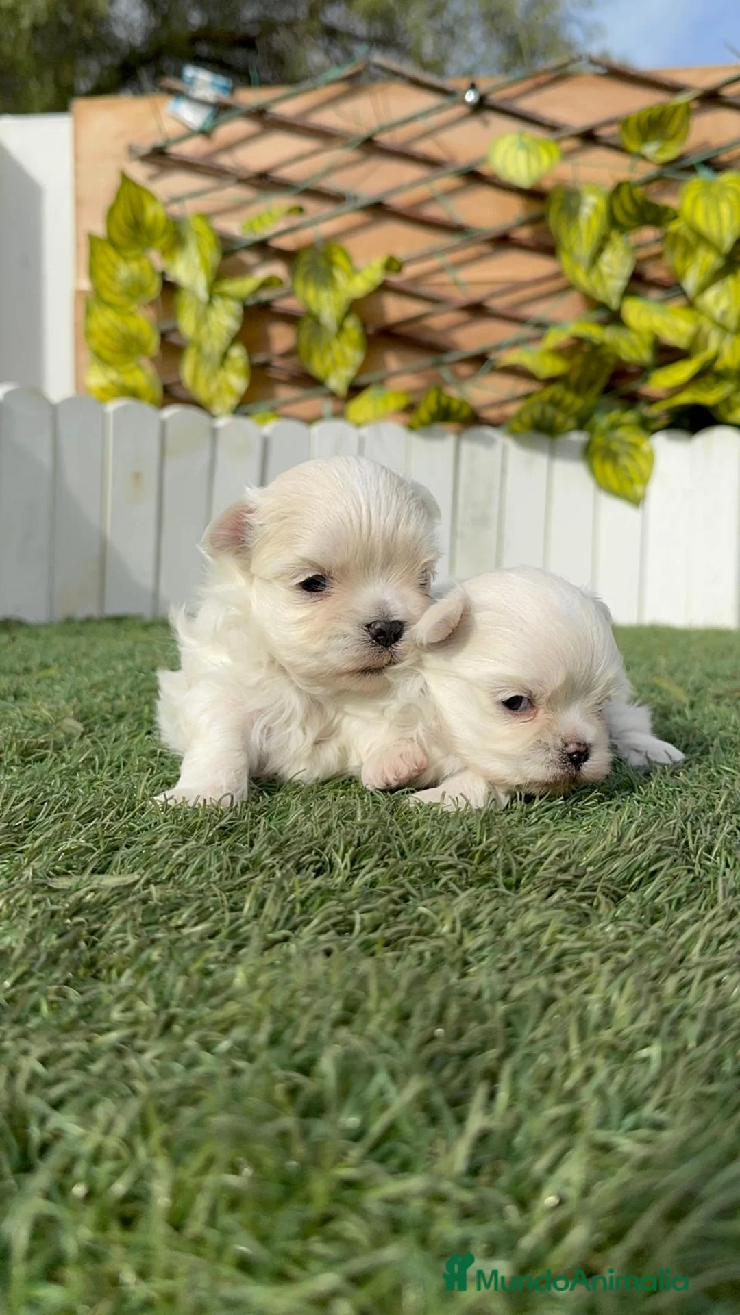 Bichón Maltés perros en venta: BICHON MALTES 100% TIPO COREANO - Anuncio 15