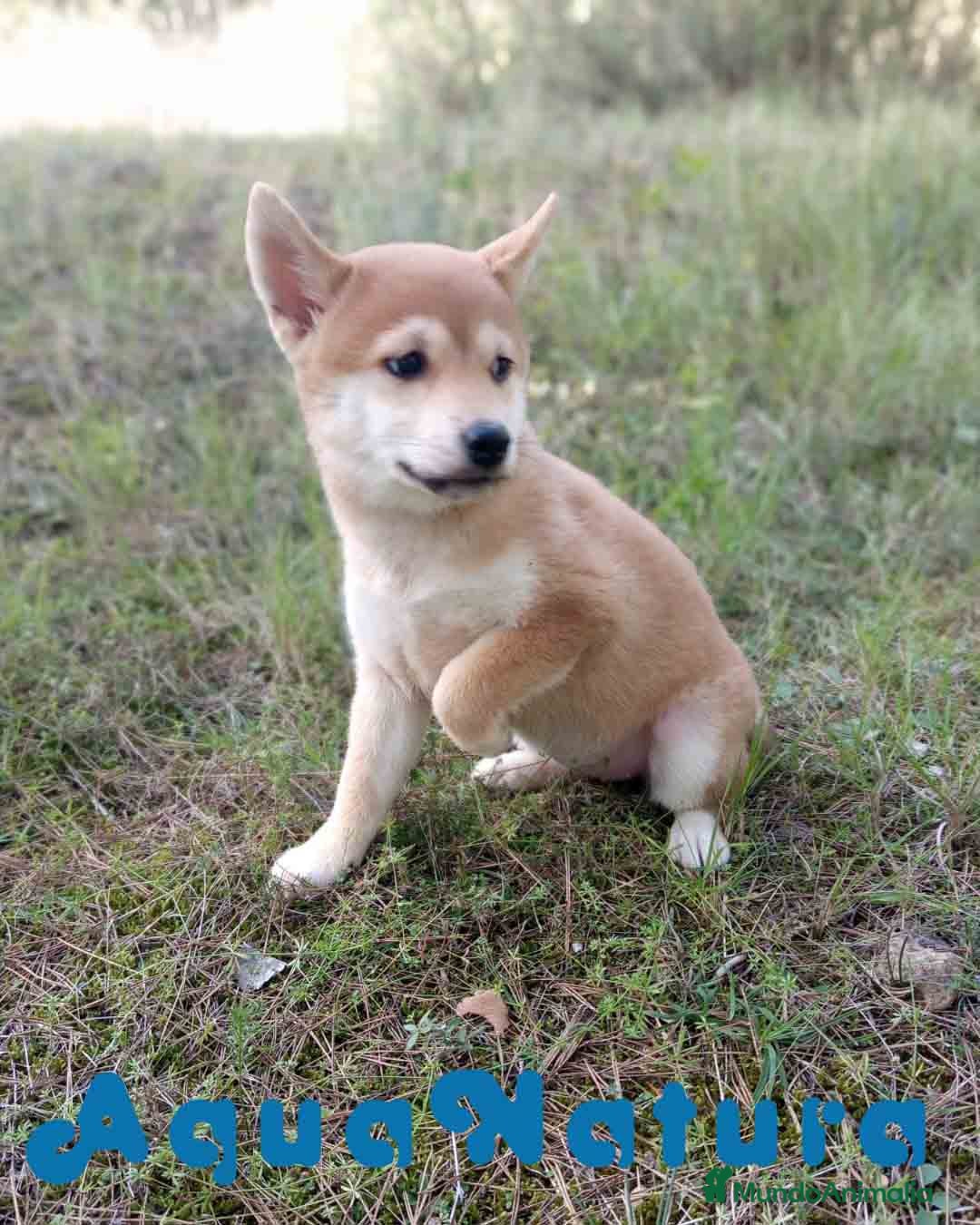 Shiba Inu perros Shiba Inu Hembra de Alba y Simbad 1722 AQUANATURA - Anuncio 29