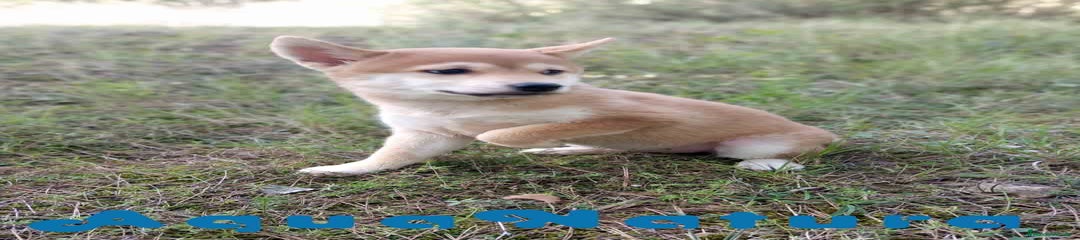 Shiba Inu Hembra de Alba y Simbad 1722