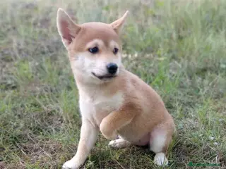 Shiba Inu perros Shiba Inu Hembra de Alba y Simbad 1722 AQUANATURA - Anuncio 18