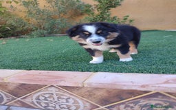 Pastor Australiano perros en venta: PASTOR AUSTRALIANO MINI - Anuncio 7