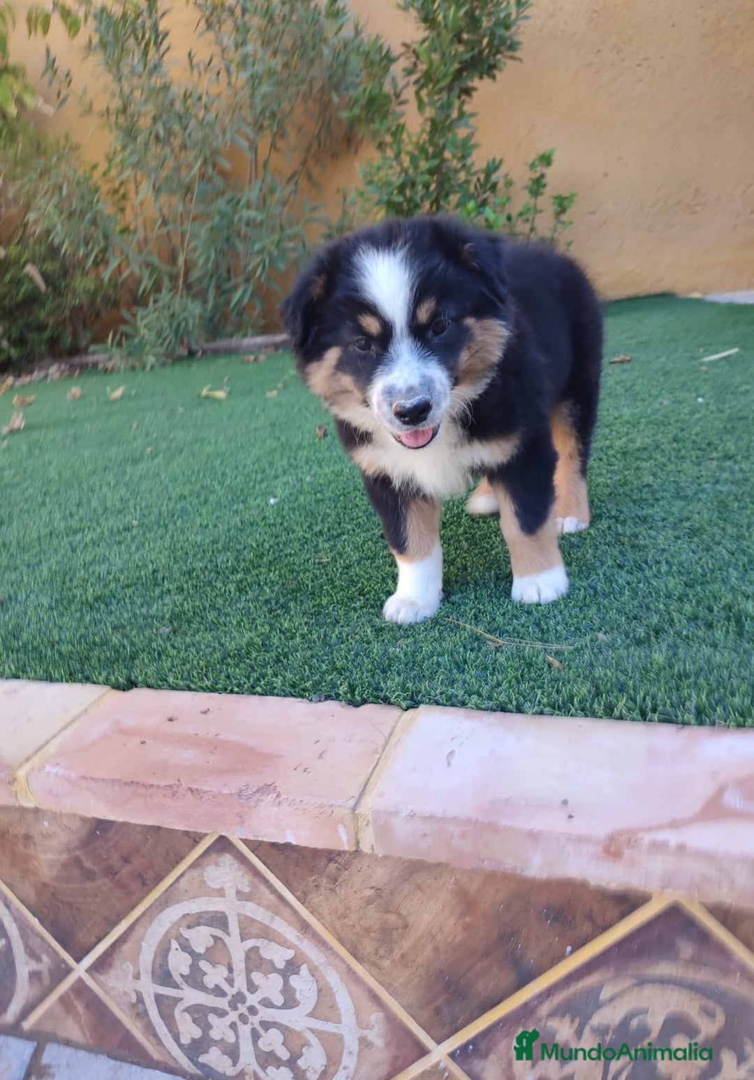 Pastor Australiano perros en venta: PASTOR AUSTRALIANO MINI - Anuncio 7