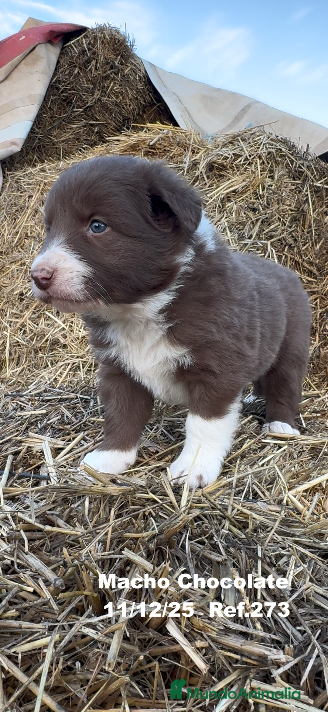 Border Collie perros en venta: Border Collie - Anuncio 33
