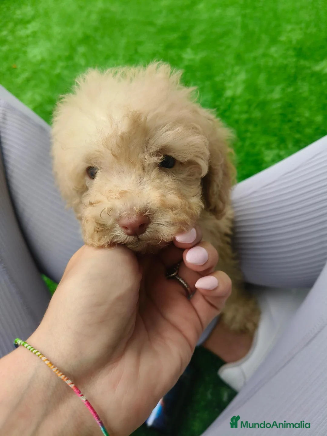 Caniche Toy perros en venta: Caniche Toy - Anuncio 5