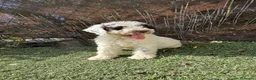 Perro de Agua Español perros en venta: PERRO DE AGUA  - Anuncio 1
