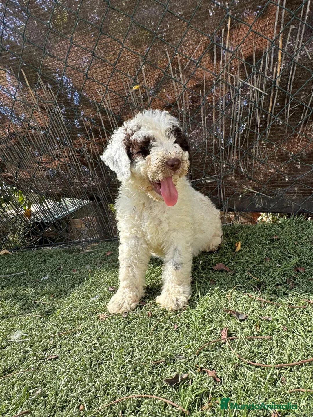 Perro de Agua Español perros en venta: PERRO DE AGUA  - Anuncio 1