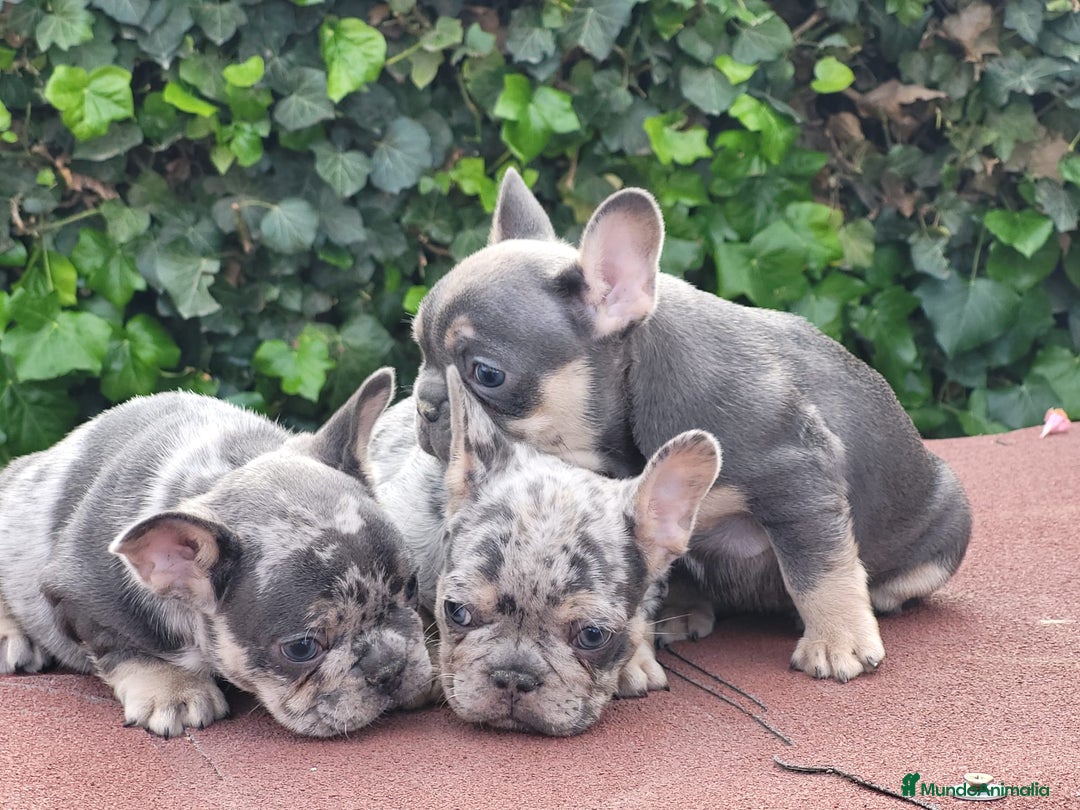 Bulldog Francés perros en venta: Espectacular camada bulldog francés  - Imagen 1