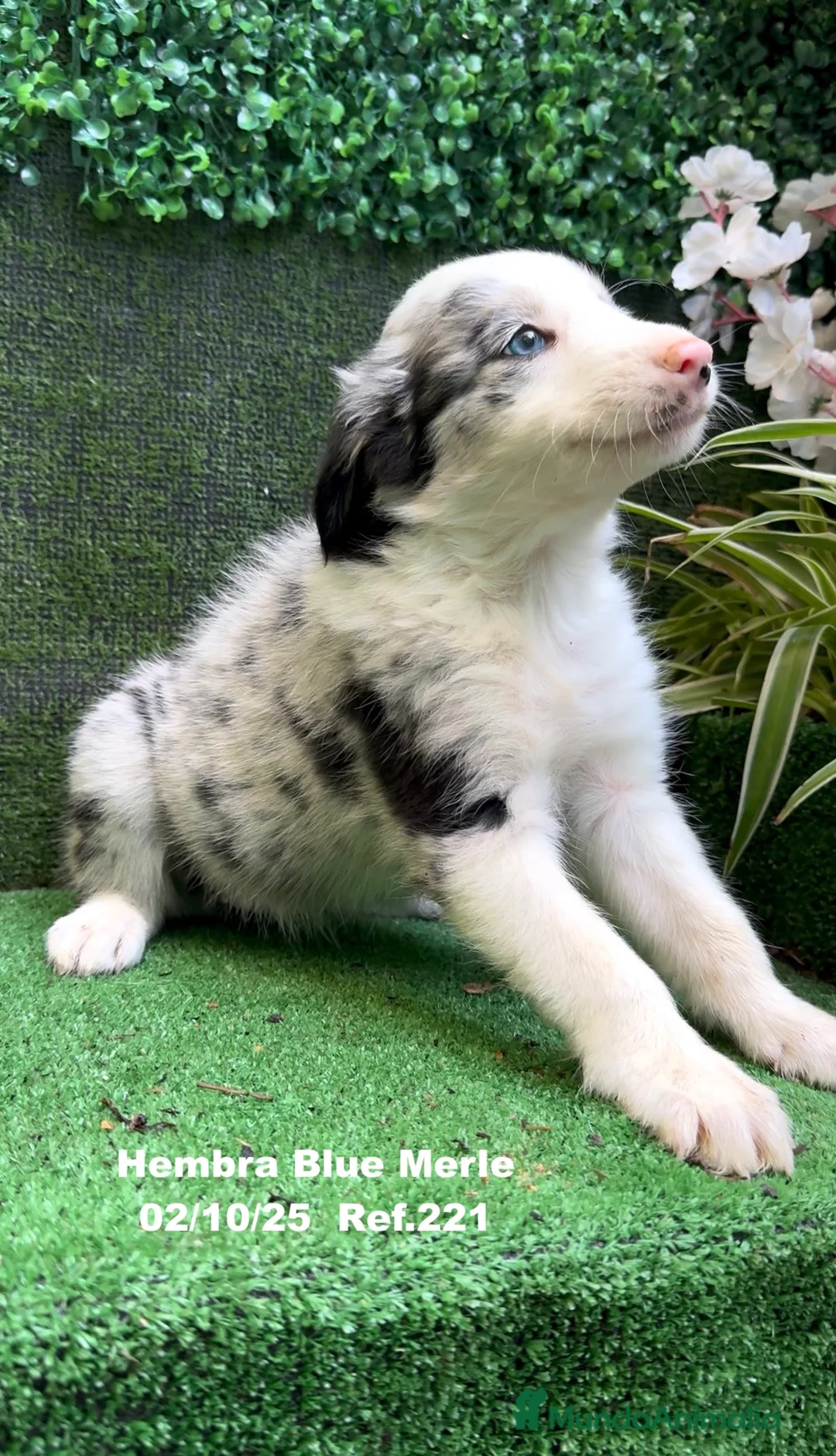 Border Collie perros en venta: Border Collie hembra Blue Merle - Anuncio 24