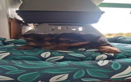 Yorkshire Terrier perros en venta: CACHORROS YORKSHIRE  - Anuncio 6