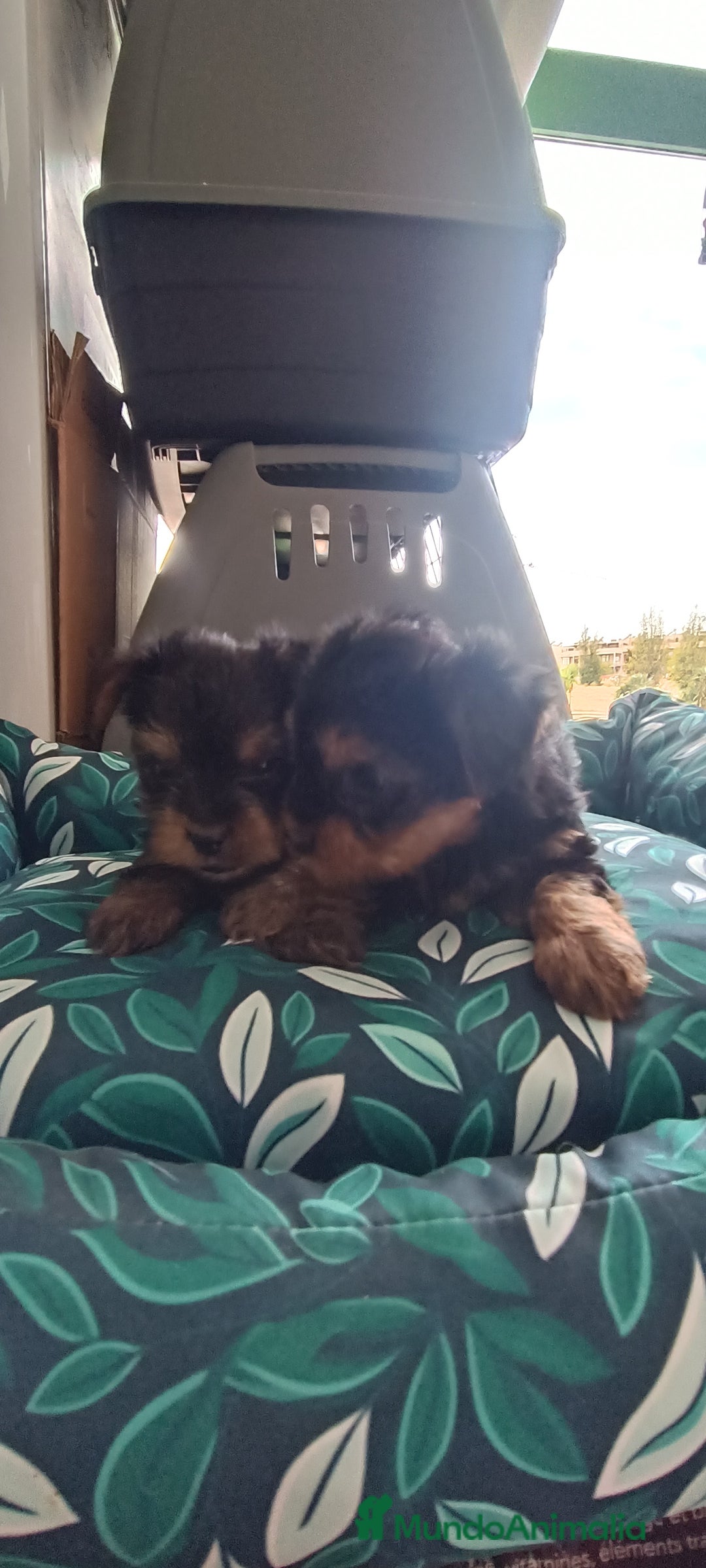 Yorkshire Terrier perros en venta: CACHORROS YORKSHIRE  - Anuncio 6