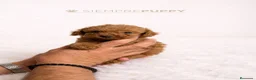 Caniche Toy perros en venta: CANICHE TOY ROJO PIMENTÓN - Anuncio 1