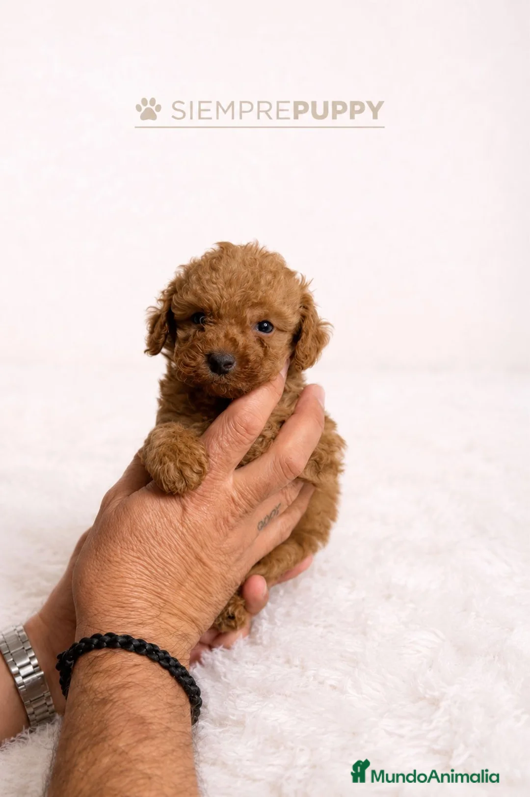 Caniche Toy perros en venta: CANICHE TOY ROJO PIMENTÓN - Anuncio 1
