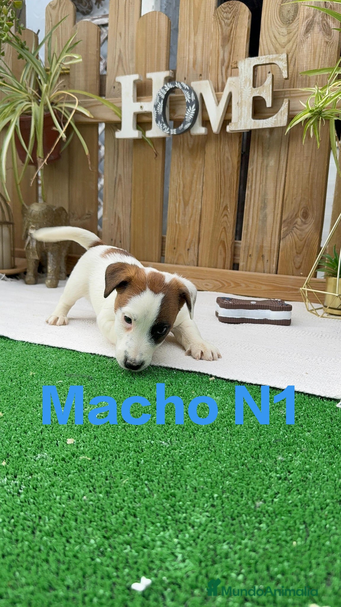 Jack Russell Terrier perros Jack Russell patitas cortas y pelo corto juguetone - Anuncio 1