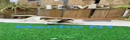 Jack Russell Terrier perros en venta: Jack Russell patitas cortas y pelo corto juguetone - Anuncio 1