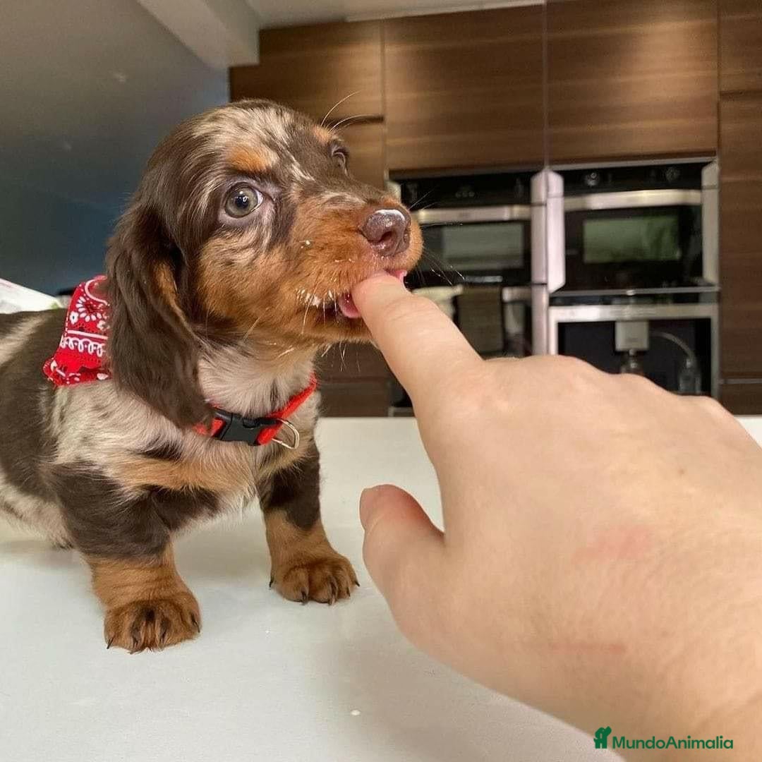 Teckel perros TECKEL MADRID ///// CACHORRITOS  - Anuncio 2