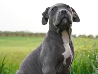 American Bully perros American bully hembra XL - Anuncio 1