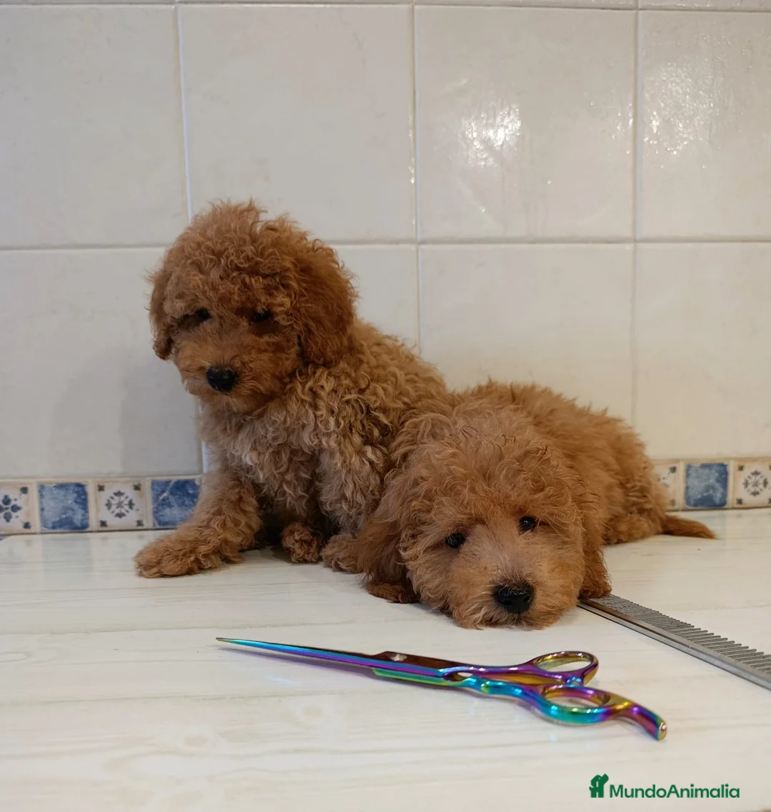 Caniche Toy perros en venta: Caniche toy máchos  - Anuncio 2
