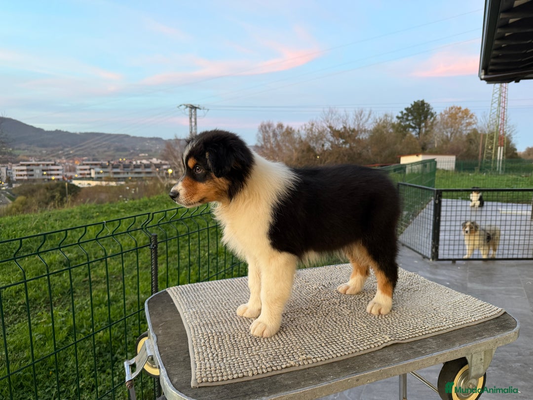 Pastor Australiano perros en venta: Pastor Australiano  - Anuncio 5