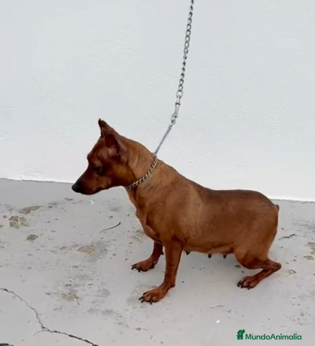 Pinscher Miniatura perros en venta: Mini pinscher negros y rojos  - Anuncio 4
