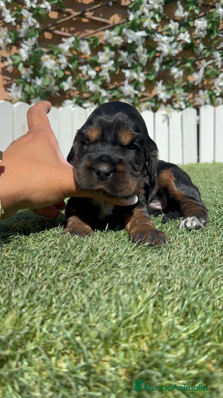 Cocker Spaniel Inglés perros en venta: COCKER SPANIEL INGLÉS  - Anuncio 19