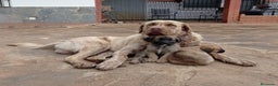 Mastín Español perros en venta: Cachorros de mastín español en Málaga - Anuncio 7