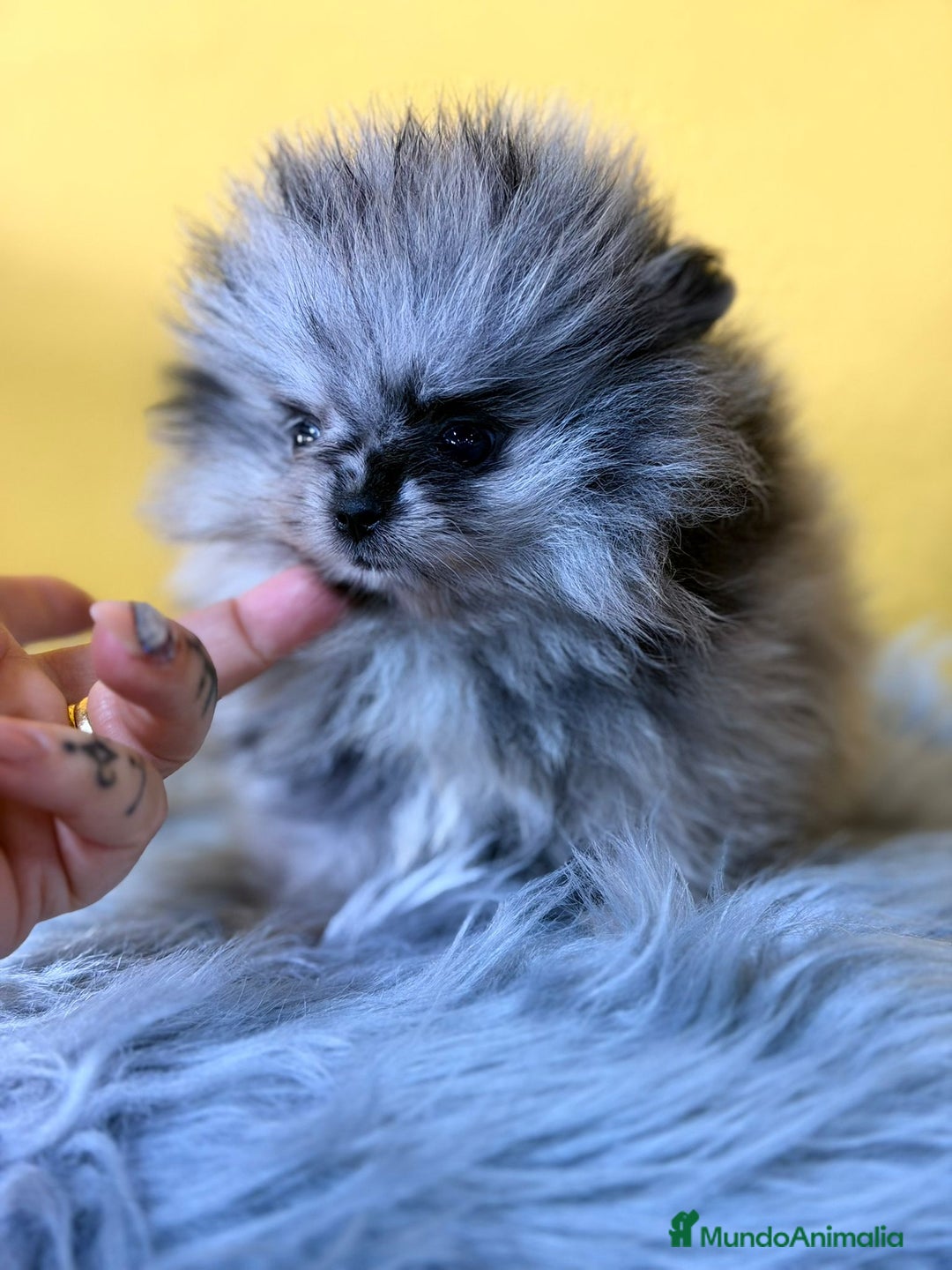 Pomerania perros en venta: Pomerania merlé - Anuncio 3