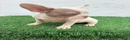 Bulldog Francés perros en venta: Bulldog frances  - Anuncio 16