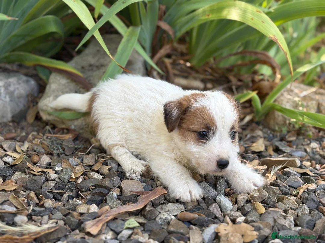 Jack Russell Terrier perros en venta: Jack Russell de pelo duro ( Brush) 🐾🐾🐾 - Anuncio 5