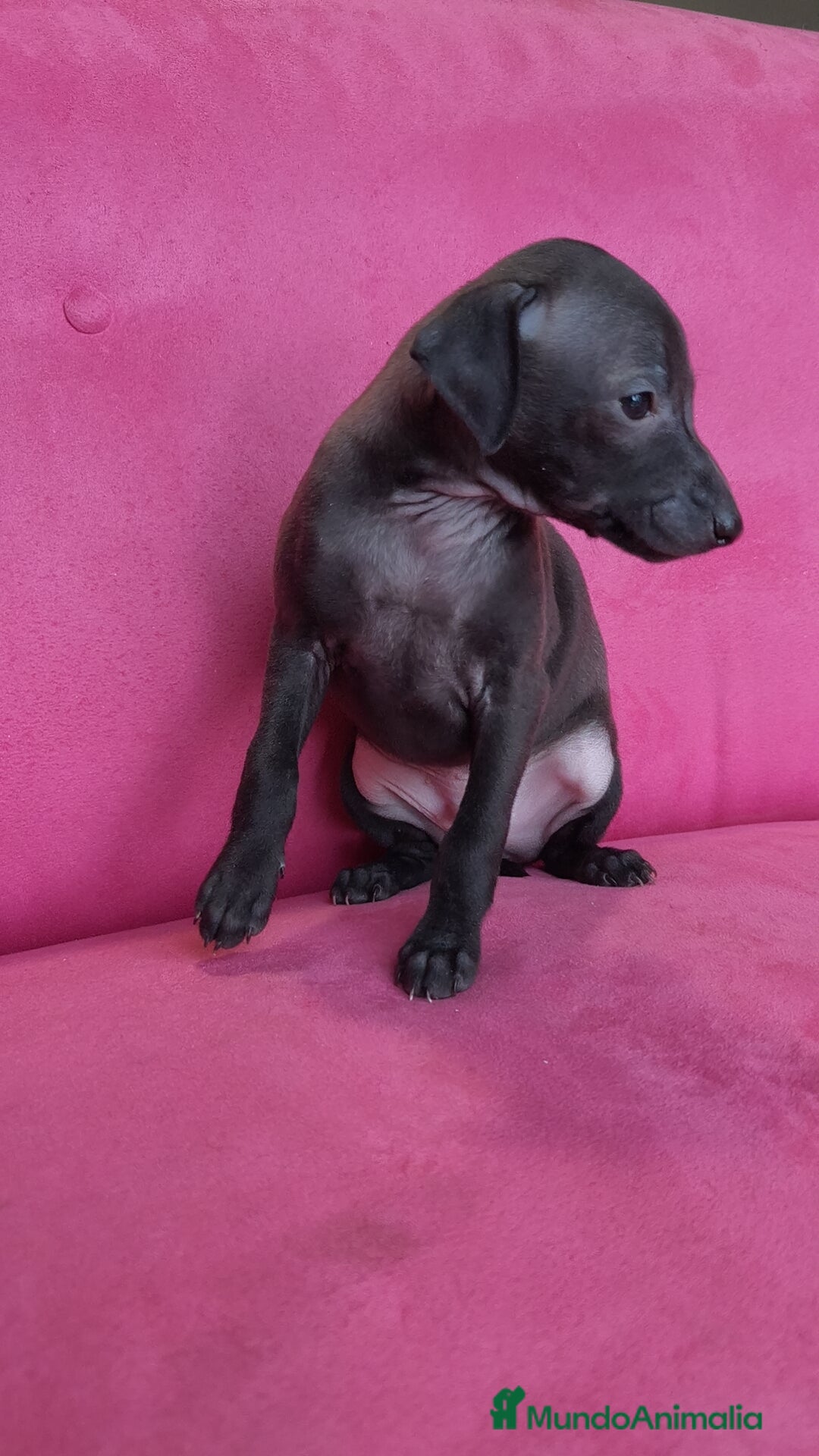 Pequeño Lebrel Italiano perros en venta: Pequeño lebrel Italiano Piccolo Macho - Anuncio 4