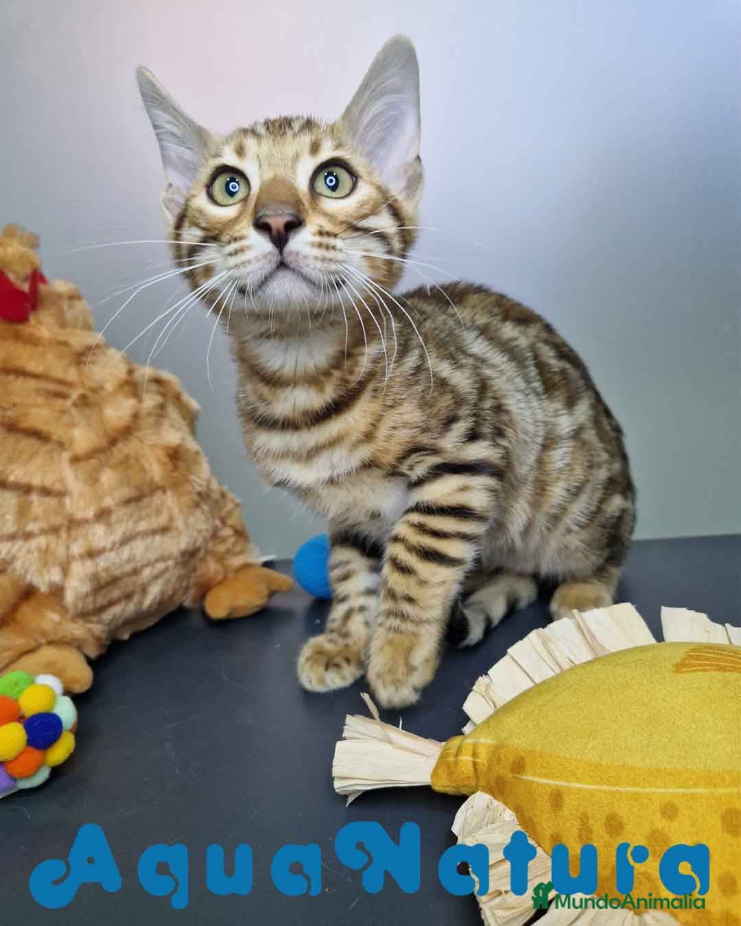 Bengalí gatos en venta: Bengali Macho 4605 AQUANATURA - Imagen 3