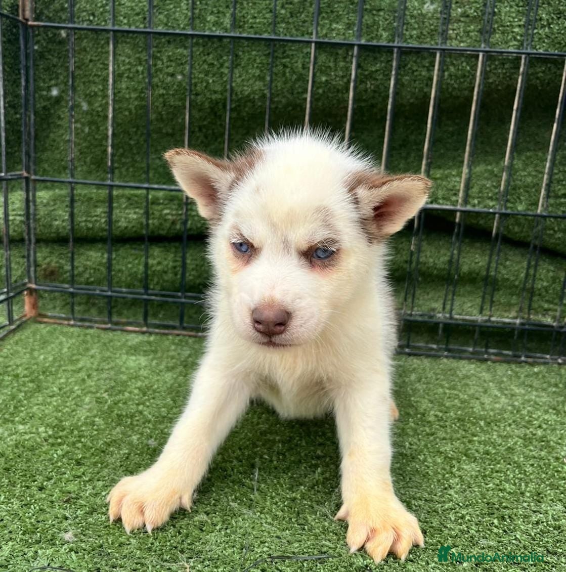 Husky Siberiano perros HUSKY OJOS AZULES - Anuncio 1