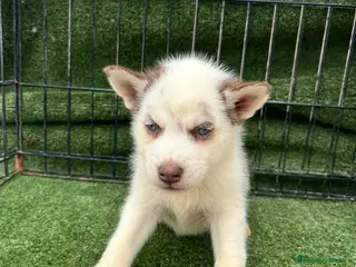 Husky Siberiano perros HUSKY OJOS AZULES - Anuncio 1