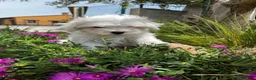 Bichón Maltés perros en venta: Bichón maltés  - Anuncio 3