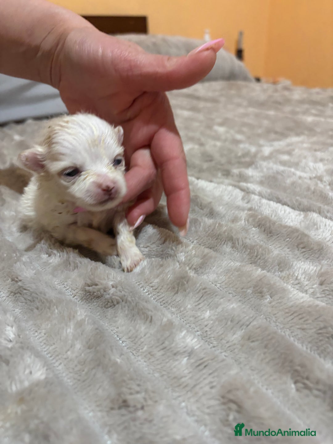 Pomerania perros en venta: Lulu Pomerania Toy party naranja hembra  - Anuncio 2