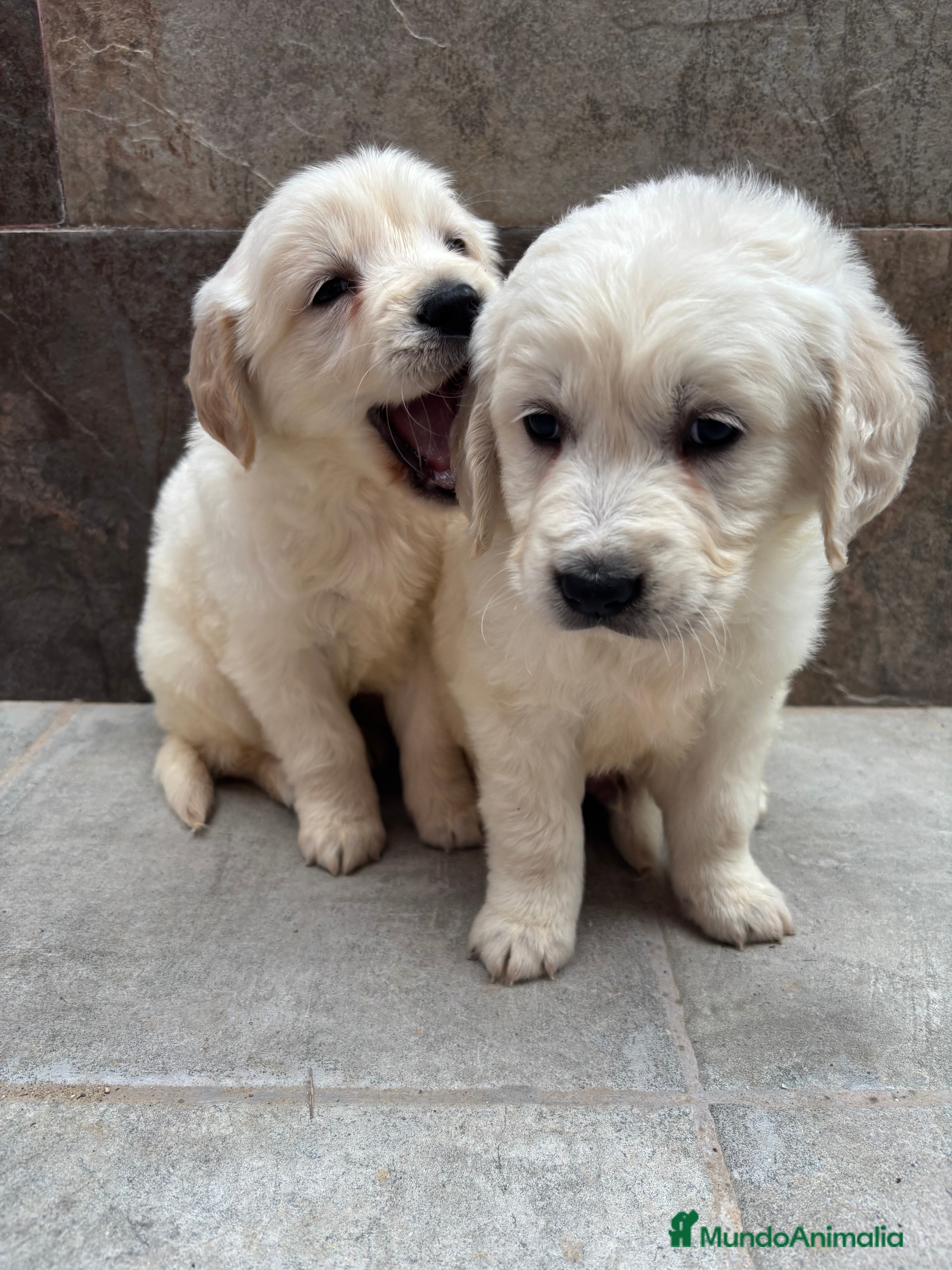 Golden Retriever perros Último golden retriever disponible  en Alicante - Anuncio 5