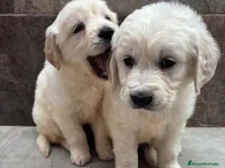 Golden Retriever perros Último golden retriever disponible en Alicante - Anuncio 5
