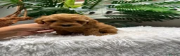 Caniche Toy perros en venta: CANICHE TOY-MUY PEQUEÑITO - Anuncio 28