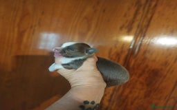 Chihuahua perros en venta: Chihuahua Toy excelente color - Imagen 5