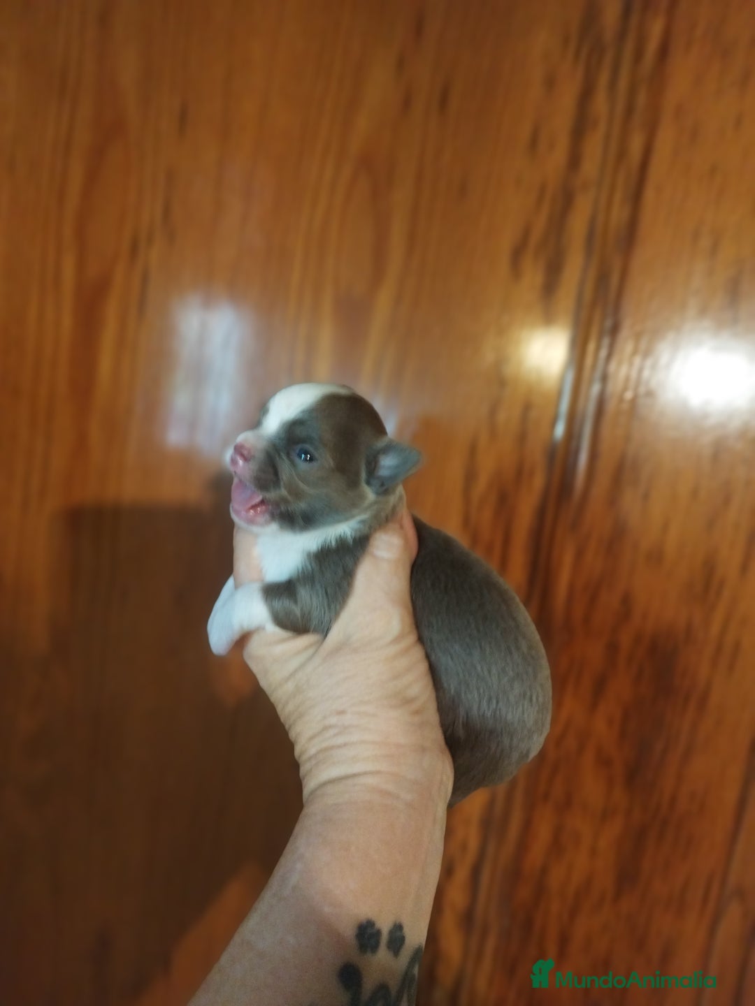Chihuahua perros en venta: Chihuahua Toy excelente color - Imagen 5