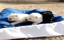 Pomerania perros en venta: PRECIOSA CAMADA DE POMERANIA - Anuncio 1