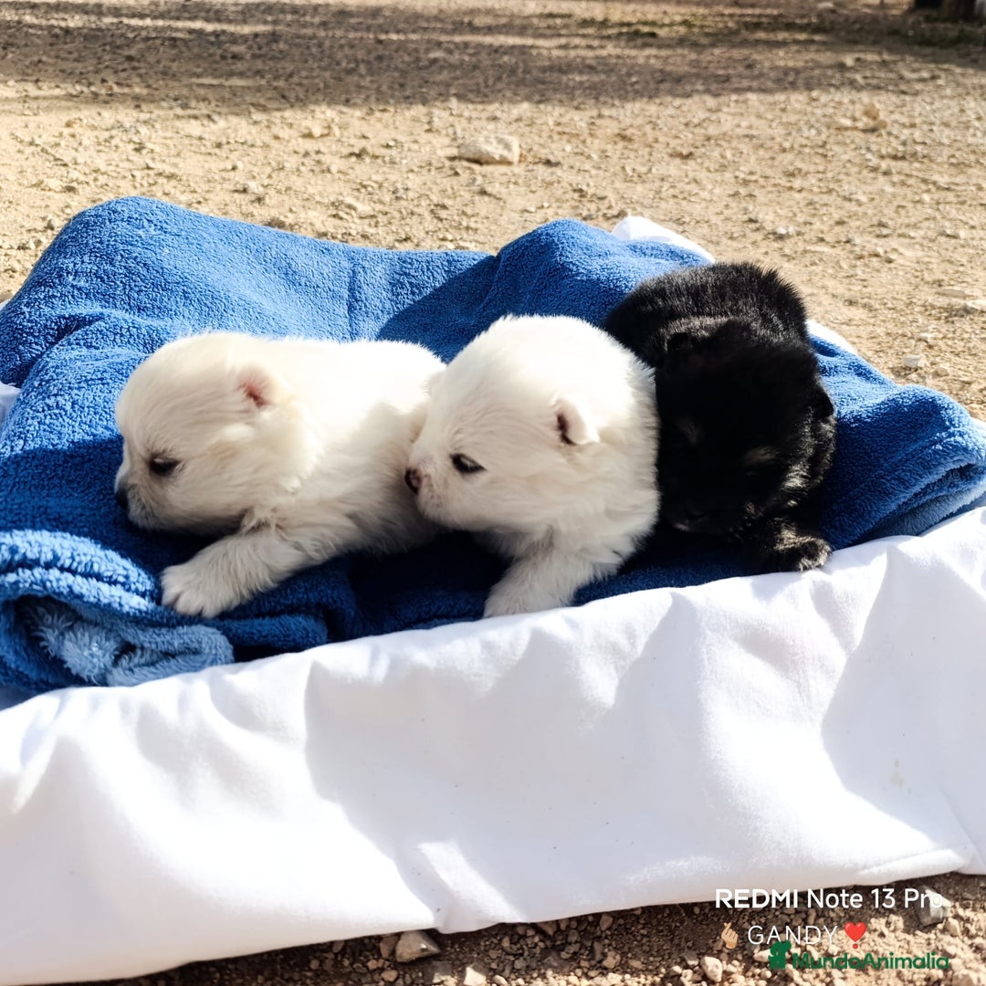 Pomerania perros en venta: PRECIOSA CAMADA DE POMERANIA - Anuncio 1