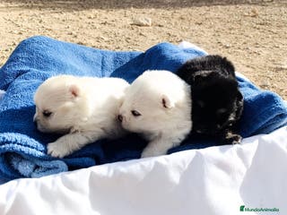 Pomerania perros POMERANIA - Anuncio 38