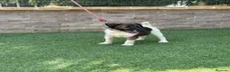 Fox Terrier de Pelo Liso perros en venta: Cachorra fox pelo liso - Anuncio 3