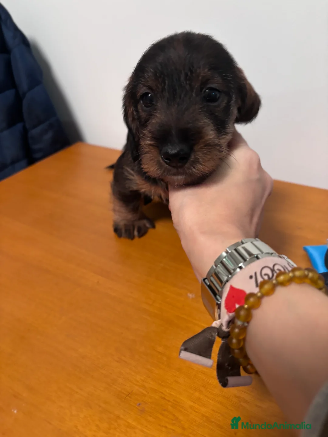 Teckel perros en venta: Última cachorra de Teckel disponible. en Madrid - Anuncio 3